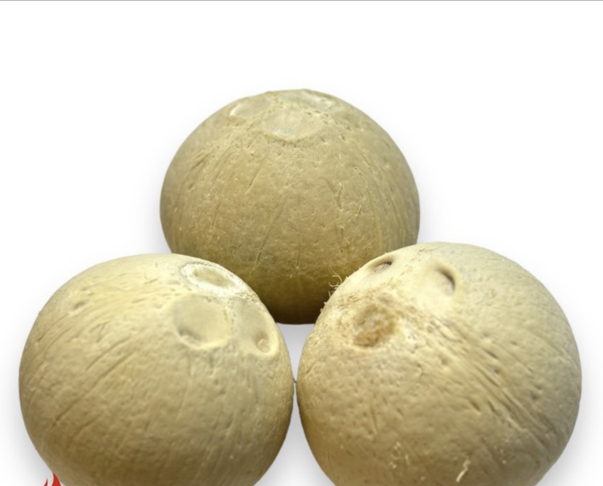 Set 30 trái dừa xiêm Bến Tre gọt trọc trái 300-500gr