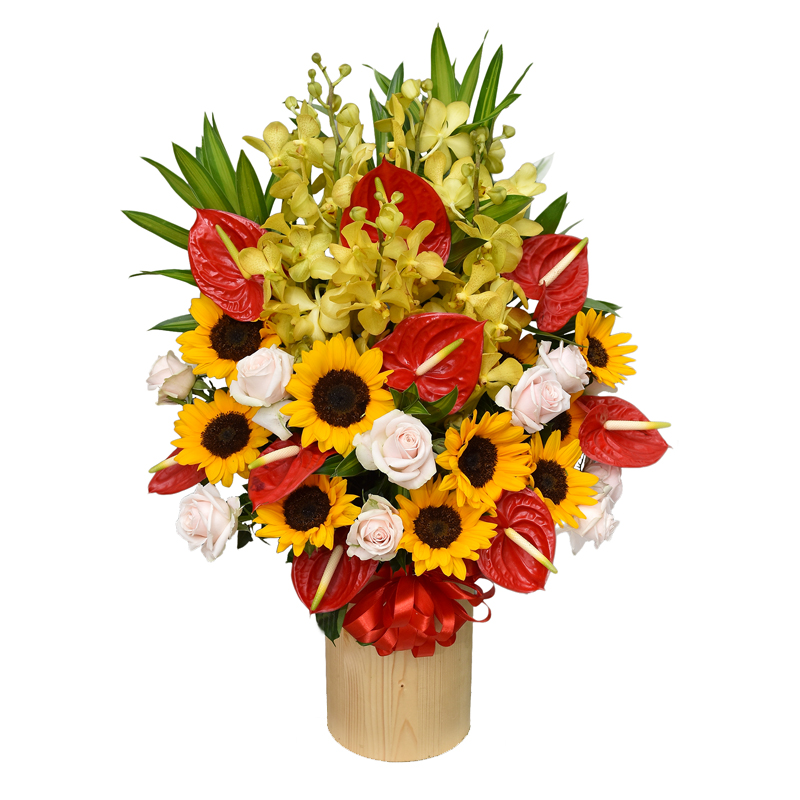 Chậu hoa hồng môn hướng dương