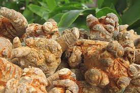 Tam thất có tác dụng gì?