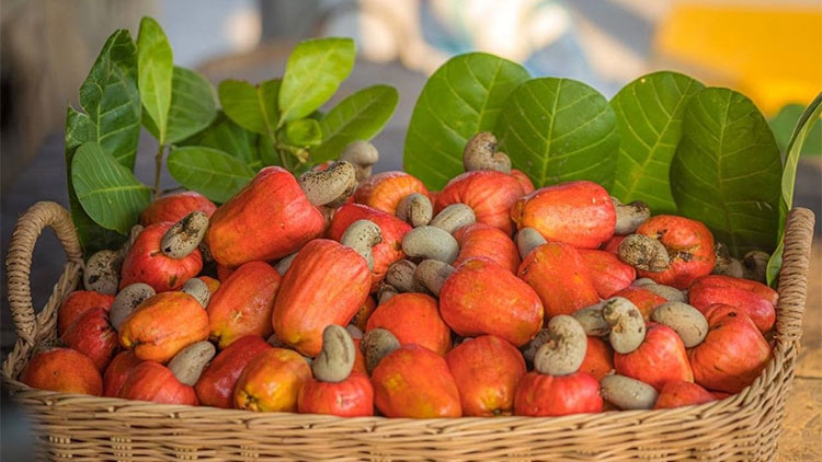 Các vùng trồng hạt điều nổi tiếng tại Việt Nam và thế giới.