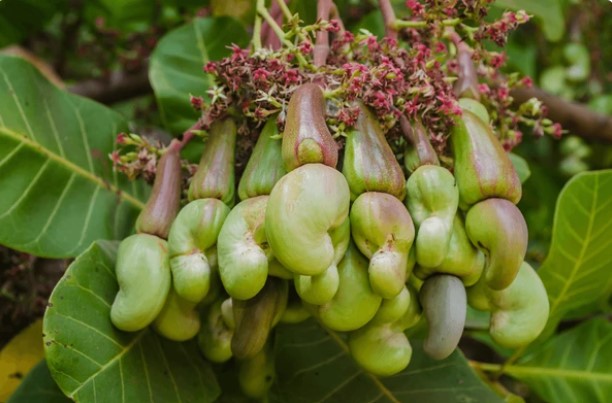 Hạt Điều: Hành Trình Từ Vùng Nhiệt Đới Đến Thế Giới