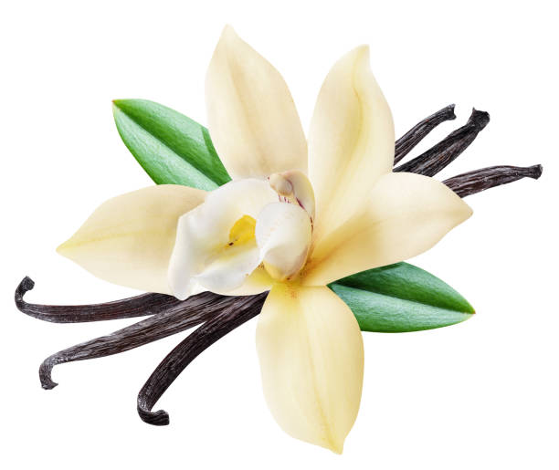 Vanilla và hành trình từ cây Lan nhiệt đới đến gia vị toàn cầu