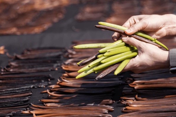 Hướng Dẫn Sử Dụng Qủa Vani Tươi Để Tạo Ra Hương Vị Tuyệt Vời