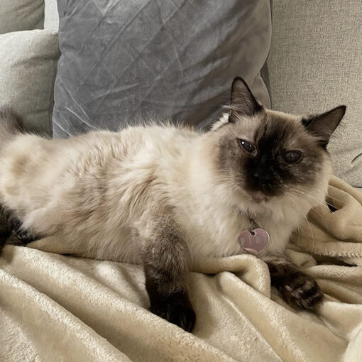 Chăn văn phòng, chăn đơn Amazon Basic