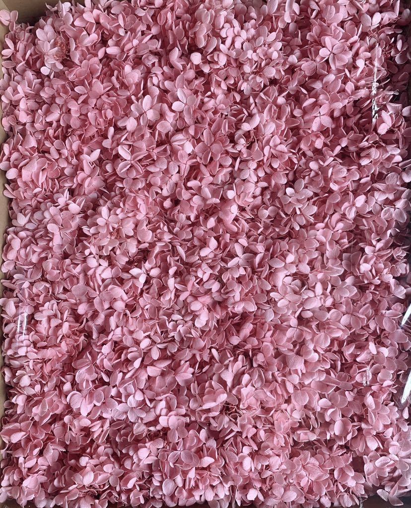 ดอกไม้แห้งไฮเดรนเยีย-ชมพู (10 กรัม)