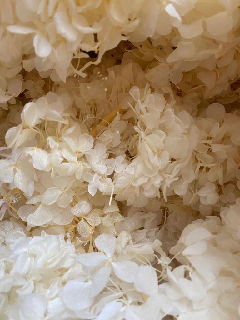 ดอกไฮเดรนเยียแห้ง-ครีม (10 กรัม)