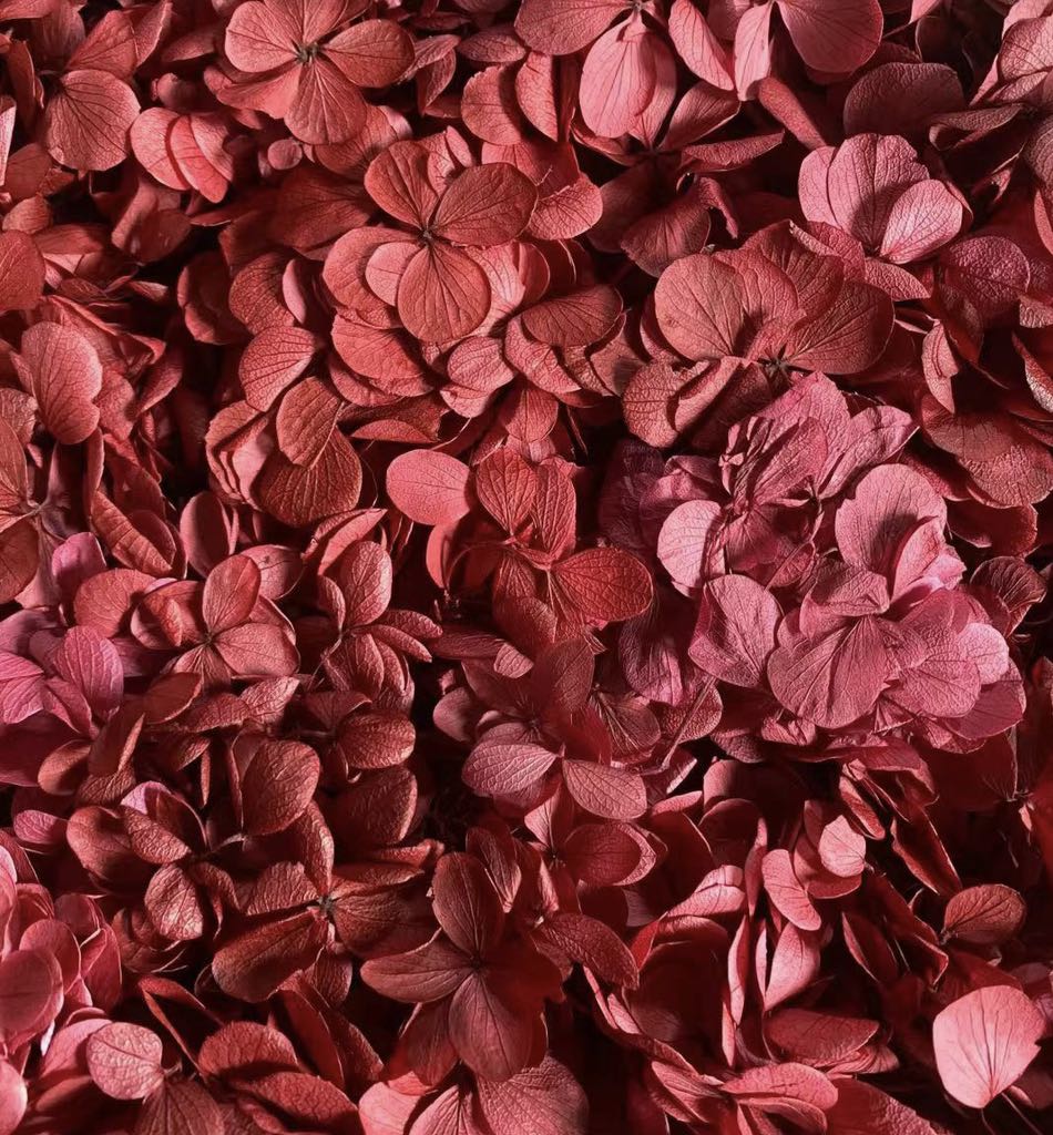 ไฮเดรนเยีย-ดอกไม้แห้งสีแดง (10 กรัม)