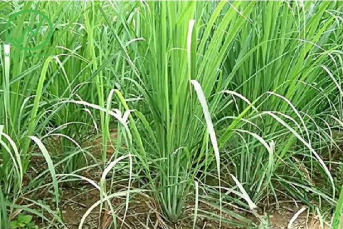 9 loại cây có tác dụng xua đuổi côn trùng gây hại