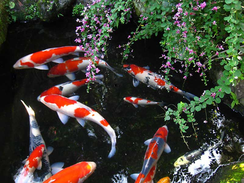 Khởi nghiệp thành công với mô hình nuôi cá Koi Nhật Bản | baotintuc.vn