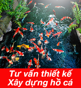 Khám Phá Bí Quyết Nuôi Cá Tra Với Cám 40 Độ Đạm – Hiệu Quả Cao 11 Khám Phá Bí Quyết Nuôi Cá Tra Với Cám 40 Độ Đạm – Hiệu Quả Cao