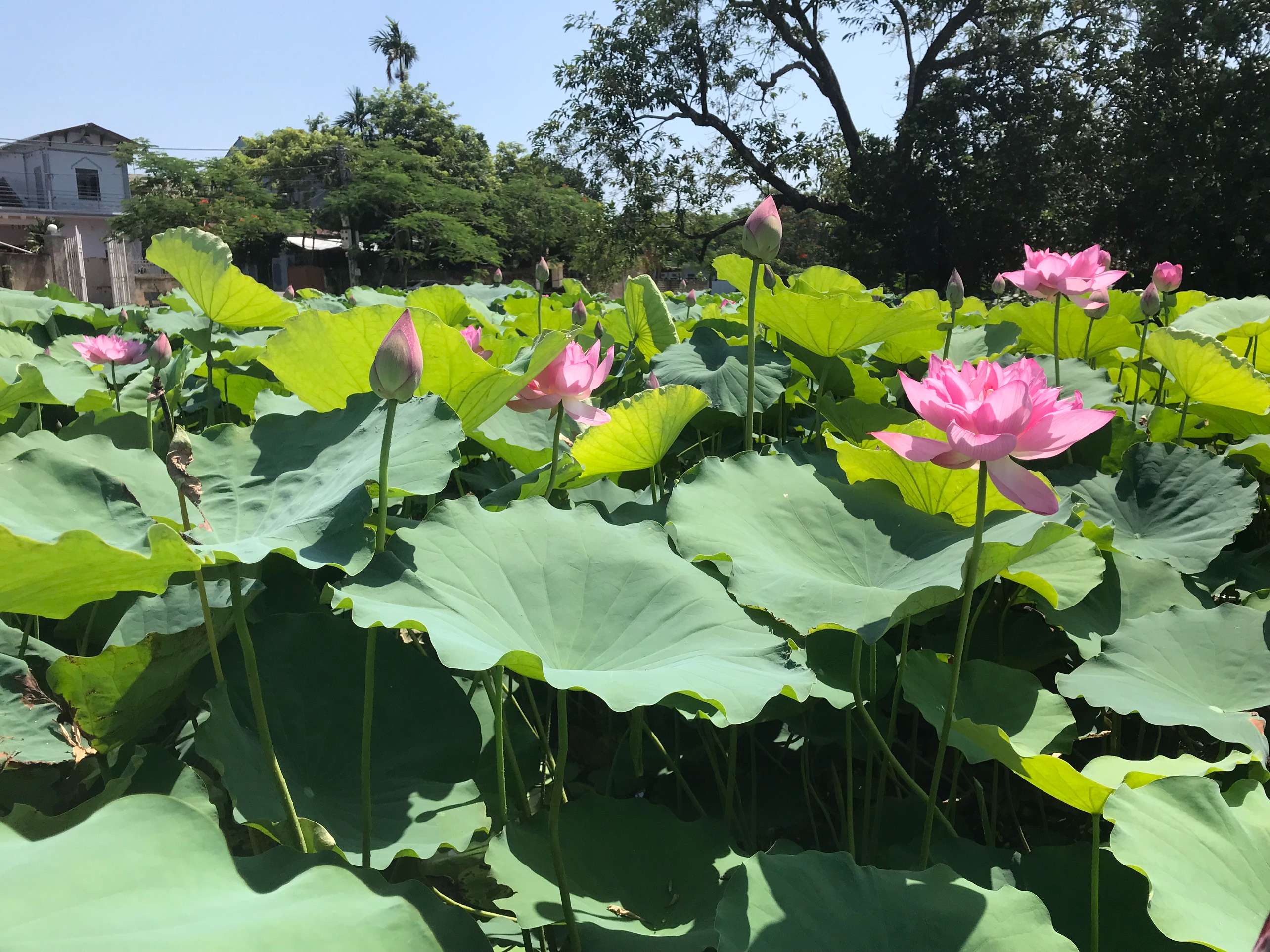 Hà nội những ngày mùa sen,...