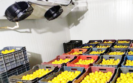 Thiết kế kho lạnh bảo quản thực phẩm hàng đông lạnh rau củ nông sản