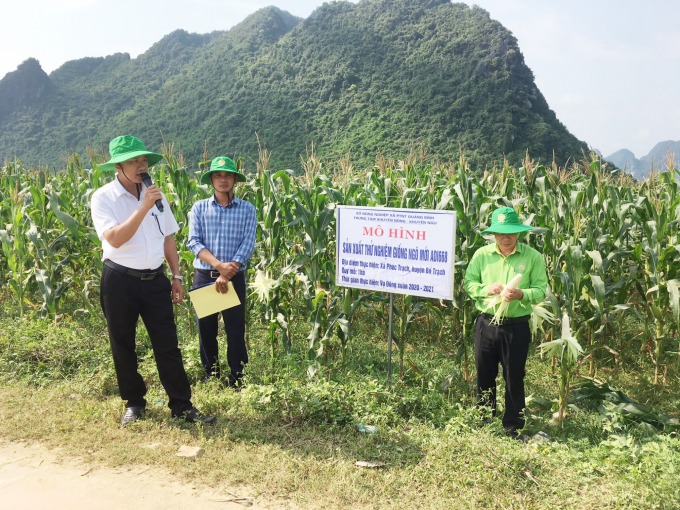 GIỐNG NGÔ NẾP LAI MỚI ADI668 – NĂNG SUẤT CAO, CHẤT LƯỢNG TỐT TẠI QUẢNG BÌNH