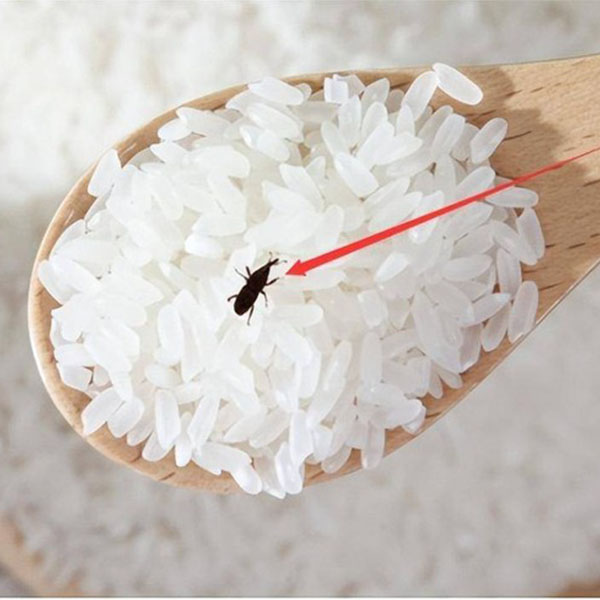 Cách Bảo Quản Gạo Không Bị Mọt, Không Bị Hư Hỏng