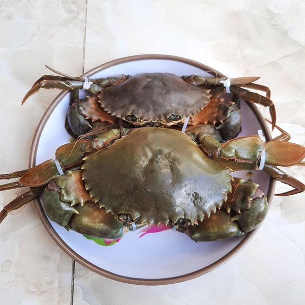 Cách bảo quan cua sống