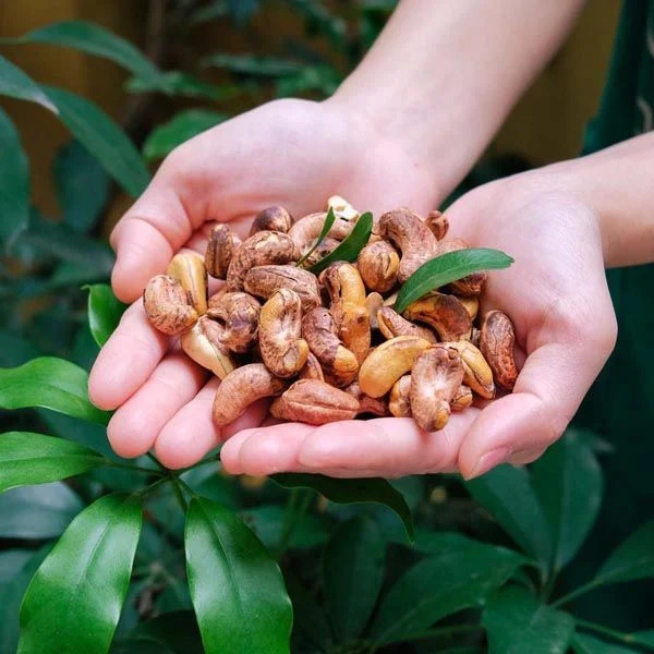 Cách Bảo Quản Hạt Điều Tươi 