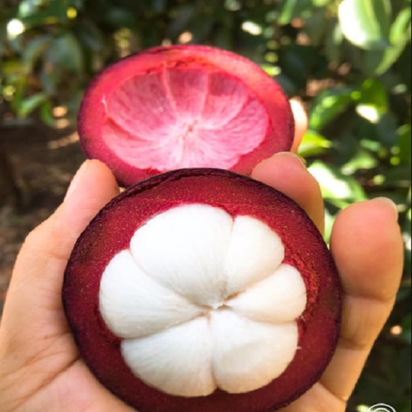 cách bảo quản măng cụt