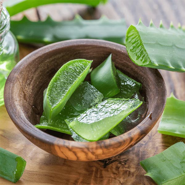Cách bảo quản nha đam đã sơ chế