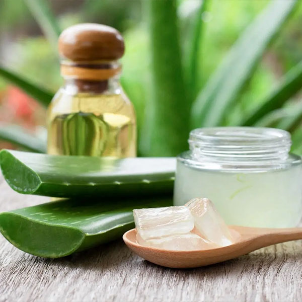 Cách bảo quản nha đam đã sơ chế