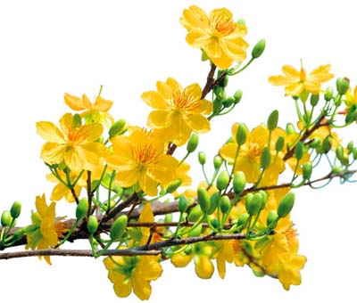 29 Tranh tô màu hoa mai đẹp ý nghĩa cho ngày tết