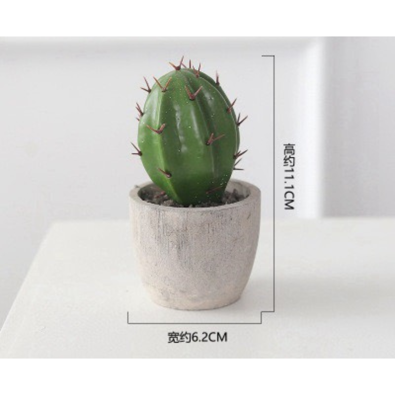 Chậu xương rồng chậu mini