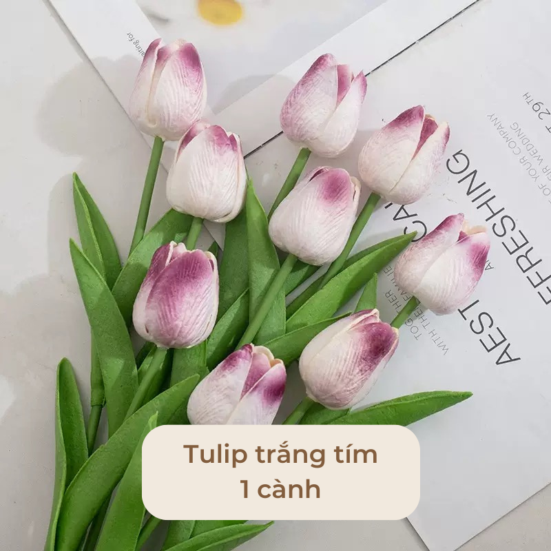 Hoa tulip trang tri decor nhiều màu