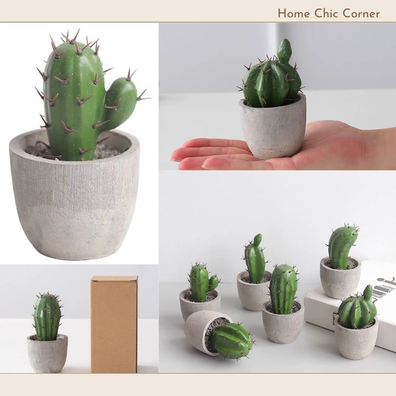 Chậu xương rồng chậu mini