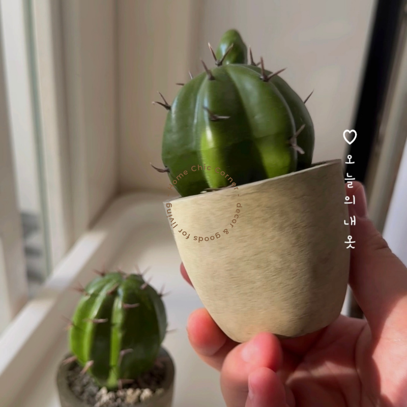 Chậu xương rồng chậu mini