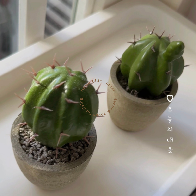 Chậu xương rồng chậu mini