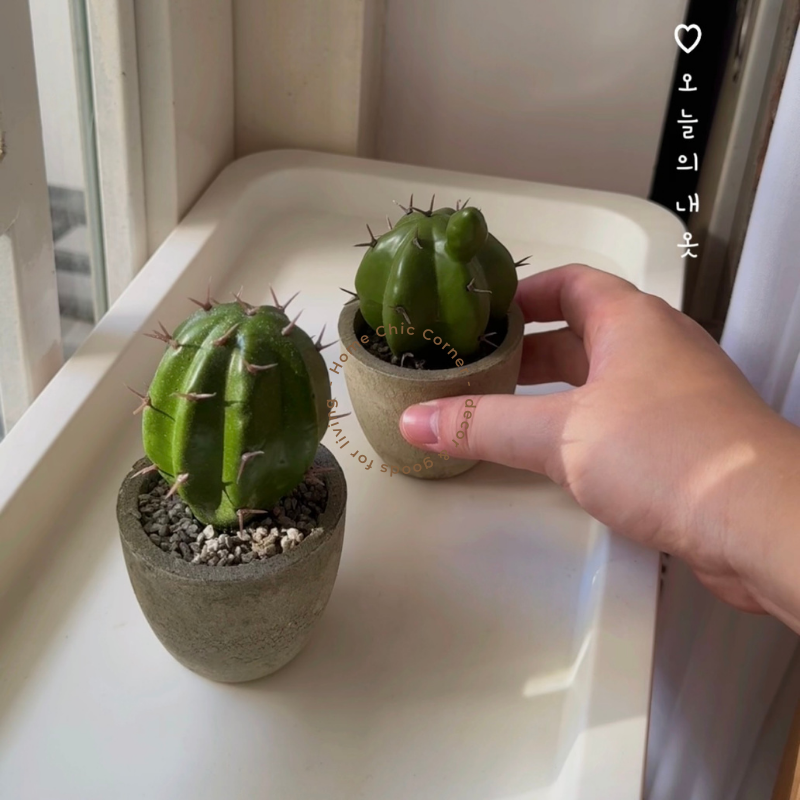 Chậu xương rồng chậu mini