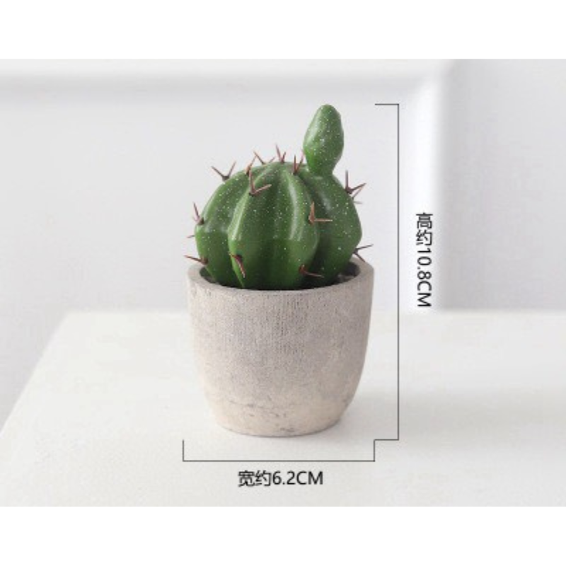 Chậu xương rồng chậu mini