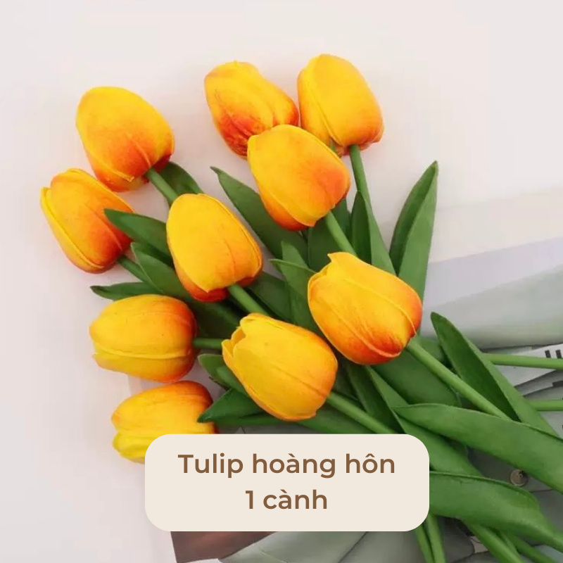 Hoa tulip trang tri decor nhiều màu