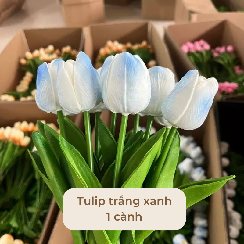 Hoa tulip trang tri decor nhiều màu
