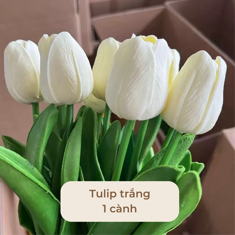 Hoa tulip trang tri decor nhiều màu