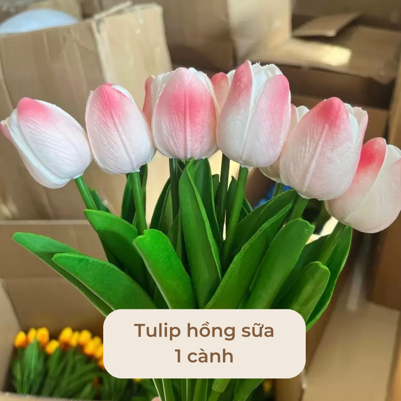 Hoa tulip trang tri decor nhiều màu