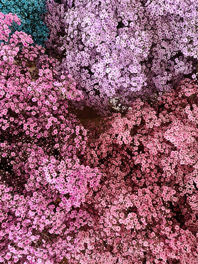 HOA BABY - LOÀI HOA ĐẸP CHỨA ĐỰNG NHIỀU Ý NGHĨA