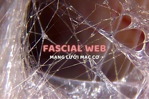 Mạc cơ là gì? Bước cải tiến mới từ Myofascial Integrated Mobility Yoga (MIM Yoga) Mạc cơ là gì? Bước cải tiến mới từ Myofascial Integrated Mobility Yoga (MIM Yoga)