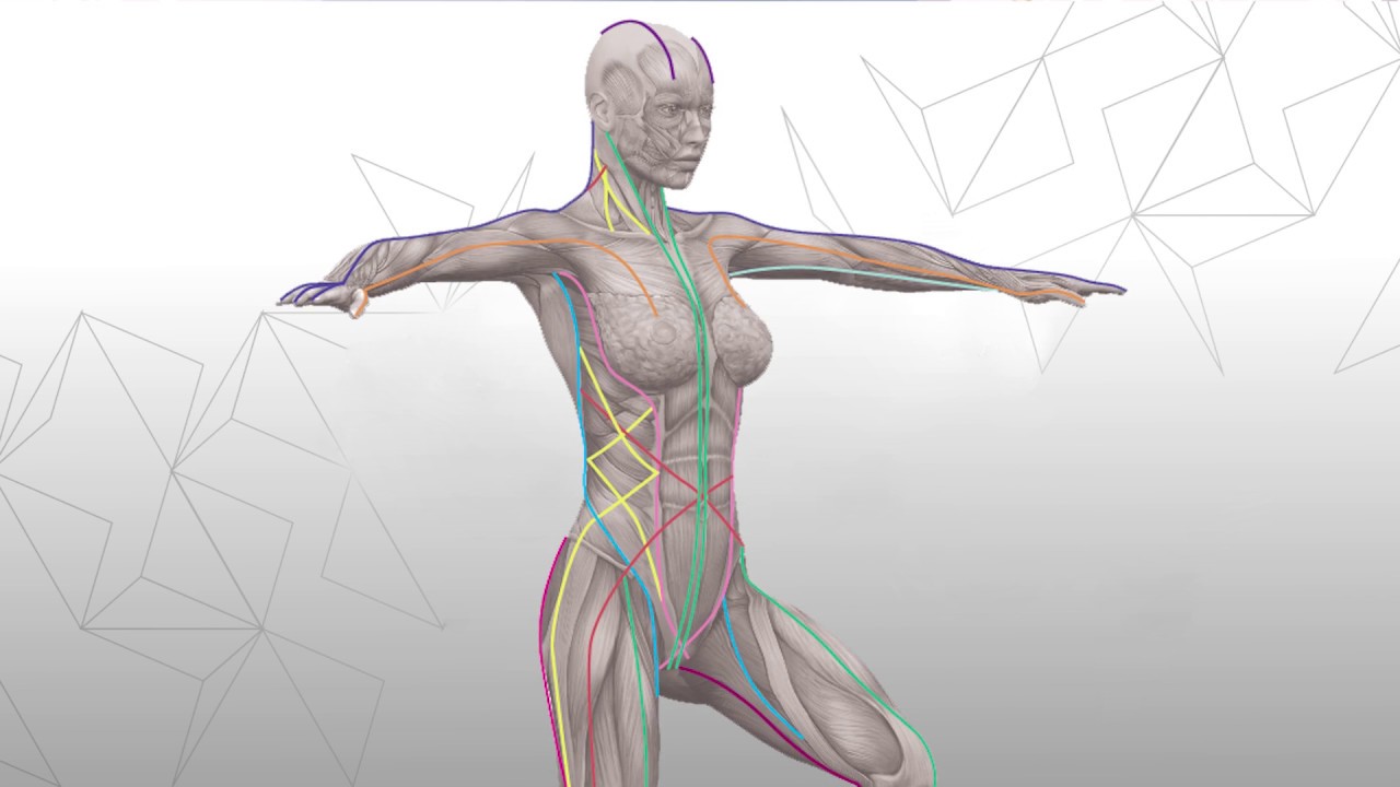 Tại sao Mạc (Fascia) & Mạc cơ (Myofascia) là kiến thức thiết yếu của Yoga Tại sao Mạc (Fascia) & Mạc cơ (Myofascia) là kiến thức thiết yếu của Yoga