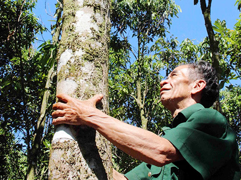 Cây Quế Trà My – Đặc sản của đất Quảng Nam
