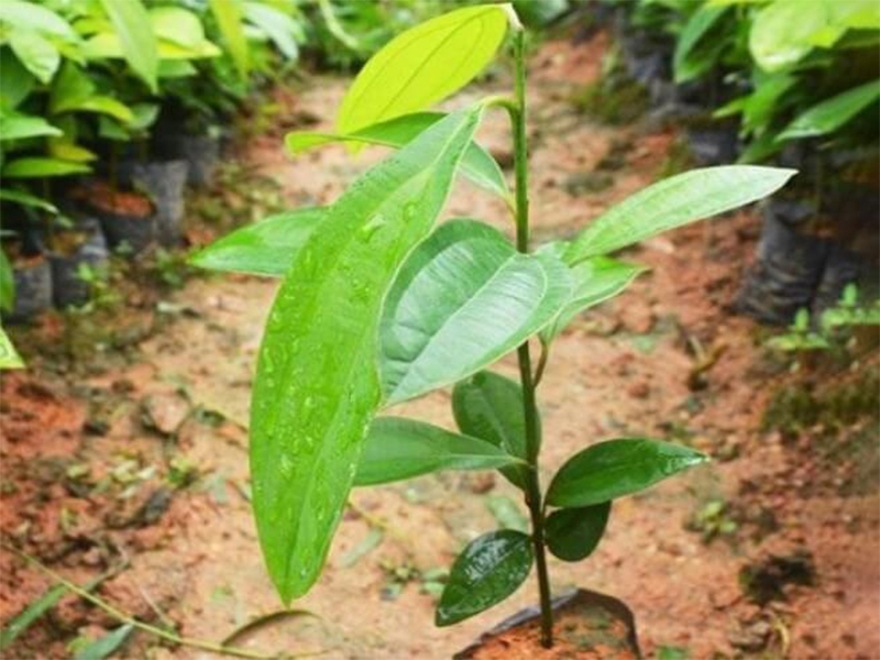 Kỹ Thuật Trồng Và Chăm Sóc Cây Quế.