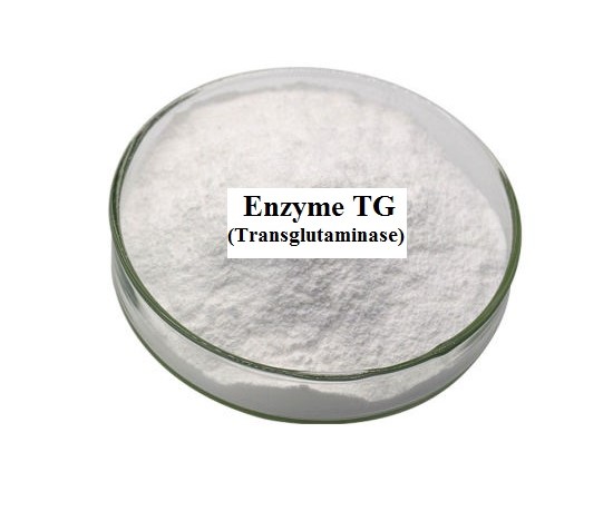 Enzym TG là gì?