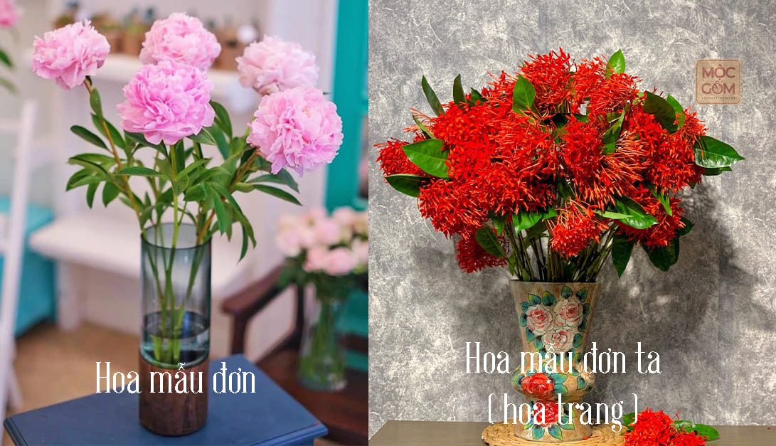 Cây hoa trang ( mẫu đơn ta) đặc điểm, ý nghĩa & cách chăm sóc