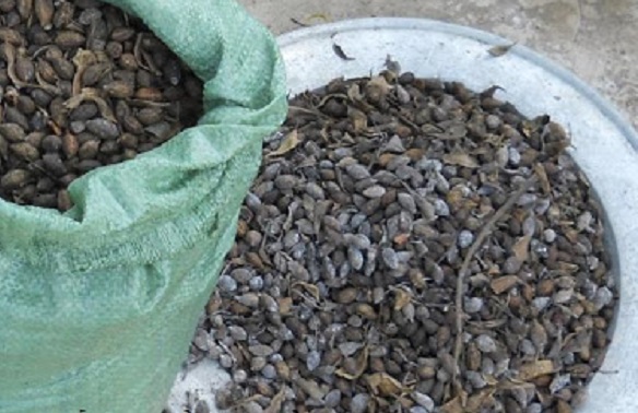 Hạt bàng Đài loan sau khi phơi khô