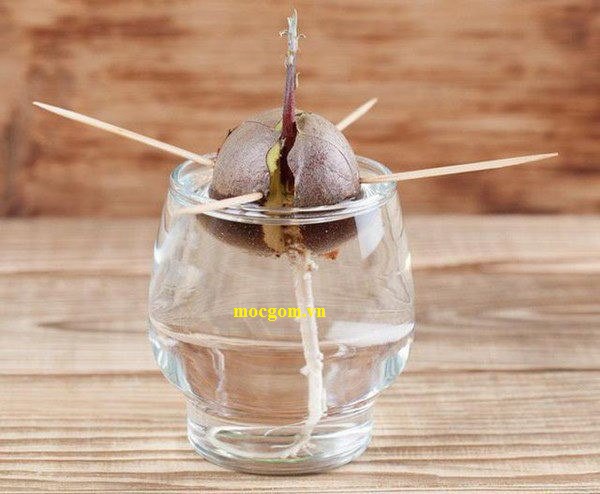 Cách Trồng Bơ Từ Hạt Đơn Giản Tại Nhà Vừa Làm Cây Cảnh, Vừa Ăn Quả Cách Trồng Bơ Từ Hạt Đơn Giản Tại Nhà Vừa Làm Cây Cảnh, Vừa Ăn Quả