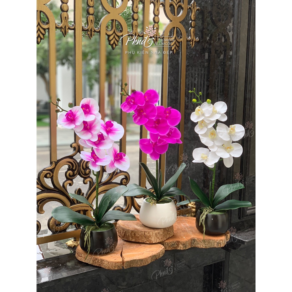 Chậu hoa giả lan hồ điệp cao su 7 bông trang trí đẹp PKND Flowers &