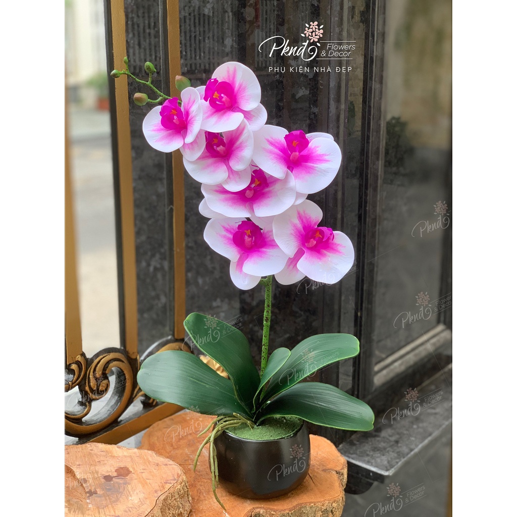 Chậu hoa giả lan hồ điệp cao su 7 bông trang trí đẹp PKND Flowers &