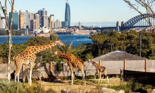 SYDNEY ZOO