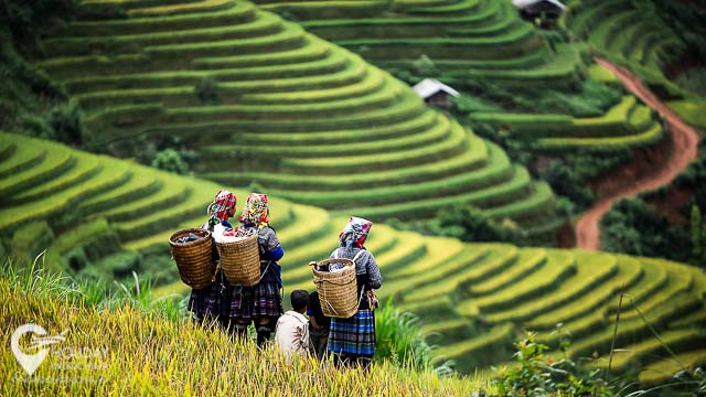 TOUR MÙ CANG CHẢI – ĐÈO KHAU PHẠ – TÚ LỆ – TRẠM TẤU