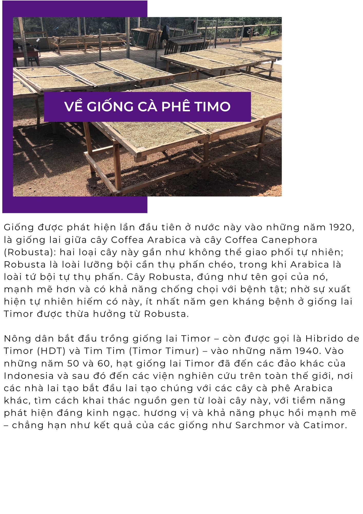 Về giống cà phê Timo