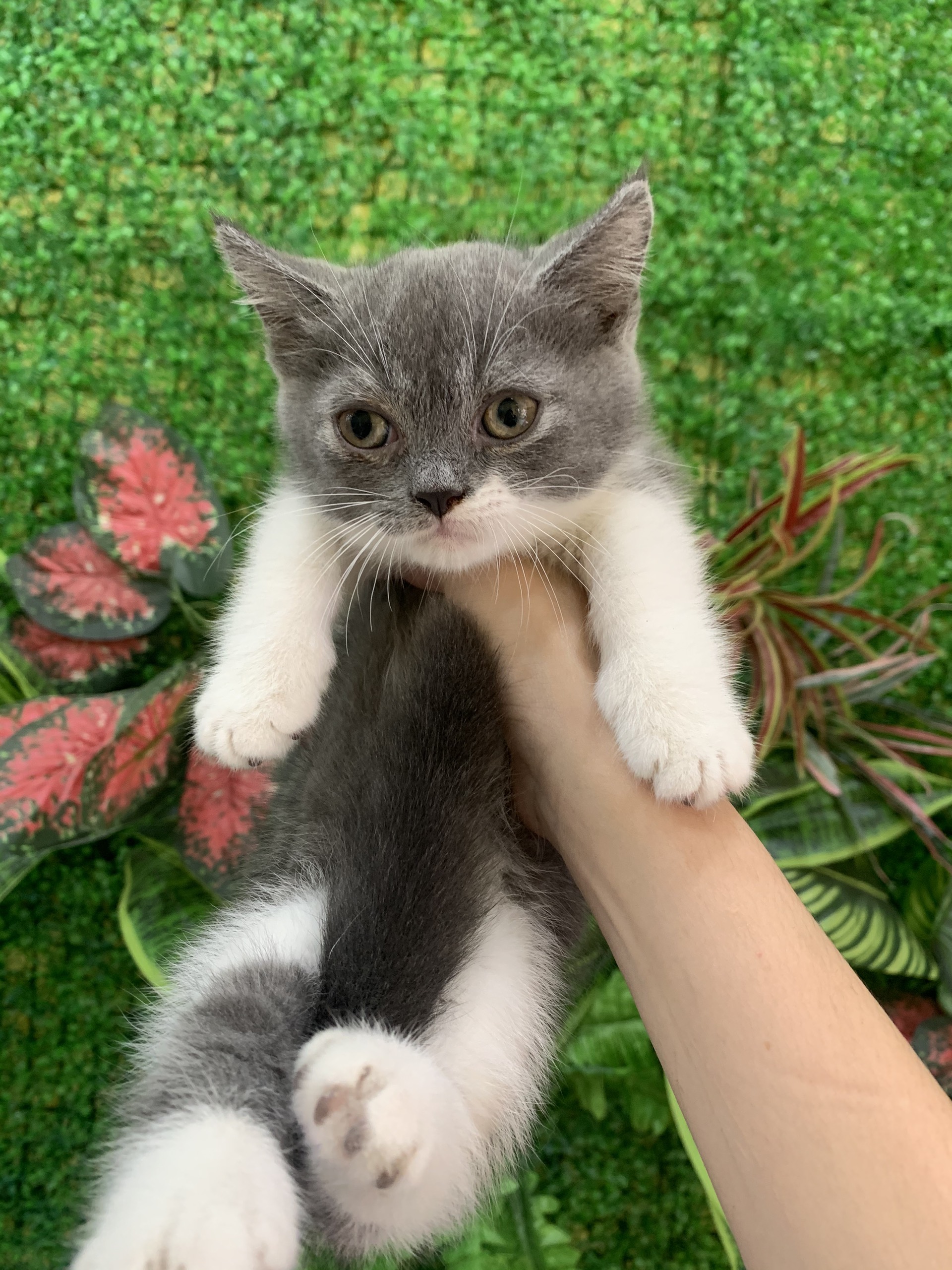 5. Cách chăm sóc mèo ALN cái